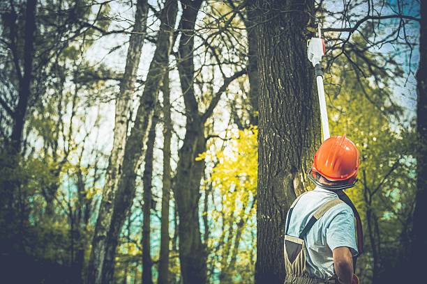 How Our Tree Care Process Works  in  Lewiston, MN